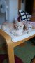 Cleo und Caesar (2)